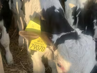 Rinder (Partie, Geschlecht nicht angegeben), Russian Black pied cattle — Foto 1