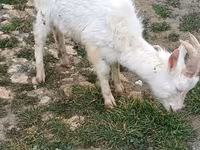 Goats (batch, sex not specified), Saanen goat — photo 2