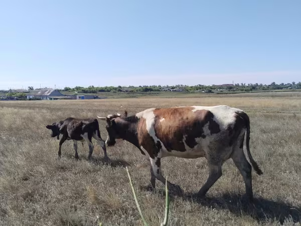 Бык, Коровы — Казахстан