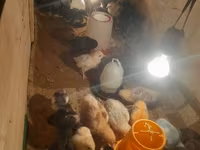 Australorp — photo 1