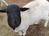 كبش, Dorper sheep — الصورة 2