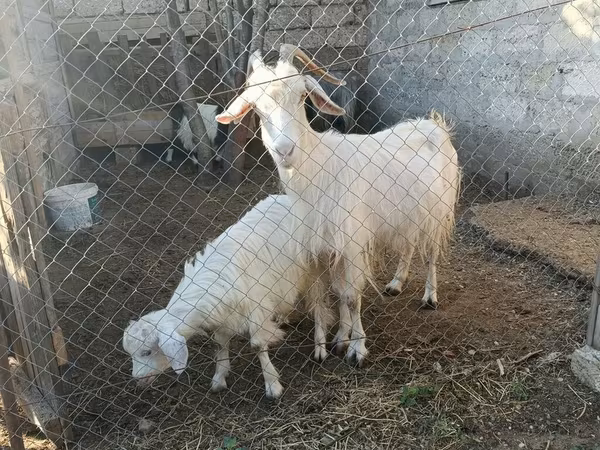 تيس, الماعز
