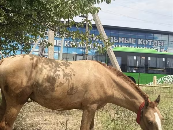 Caballo, Russian Don