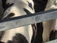 Бұқа, Russian Black pied cattle — 4-сурет