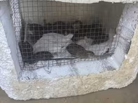 Quails — الصورة 3