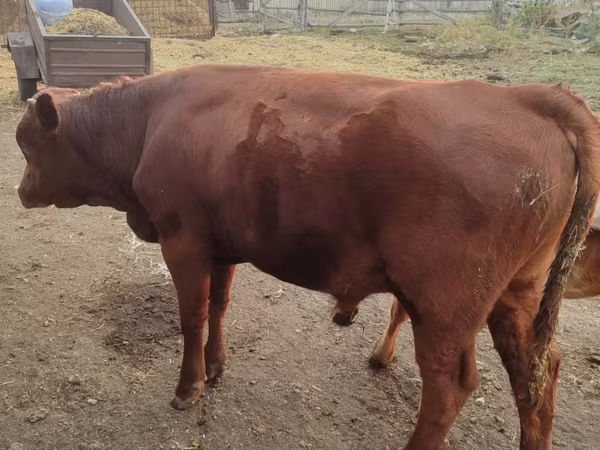 Toro, Vaca de estepa roja