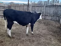 Sigir, Russian Black pied cattle — 2-rasm