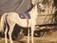 Hengst, Arabian horse — Foto 5