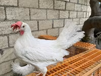 Leghorn — foto 1