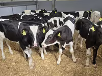 ثور, Russian Black pied cattle — الصورة 1