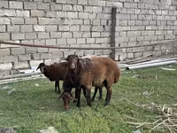 Қойлар (топ, жынысы көрсетілмеген), Қойлар — 3-сурет