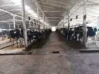 Sigir, Gollandiyalik zot — 1-rasm