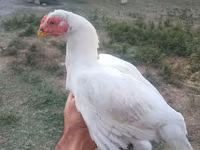Chickens — Foto 1