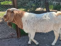 Коза, Boer goat — фото 3