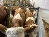 Бик, Simmental cattle — фото 1