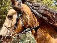 حصان, Missouri foxtrotter — الصورة 3