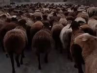 Qoʻchqor, Hissar sheep — 4-rasm