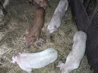 नर सूअर, सूअर — फ़ोटो 1