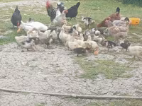 Ducks — foto 7