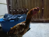 Chickens — Foto 3