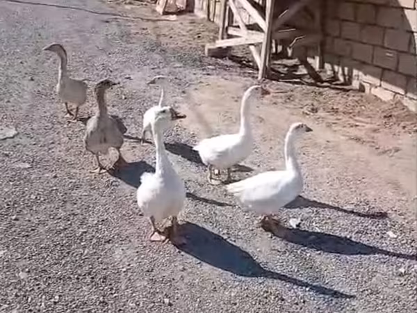 Geese
