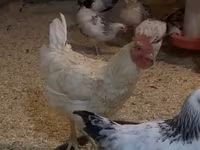 Chickens — Foto 1