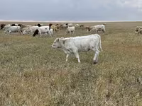 Bulle, Swiss cattle — Foto 4