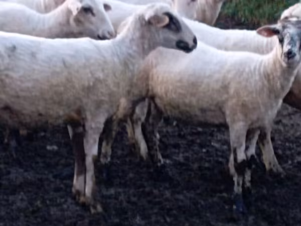 Qoʻy, Tsigai sheep