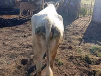 Vaca, Simmental cattle — foto 3