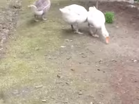 Geese — الصورة 1