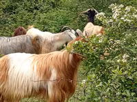 Ziegenbock, Ziegen — Foto 4