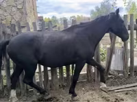 حصان, Kyrgyz Horse — الصورة 1