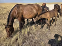 Stute, Kazakh horse — Foto 1