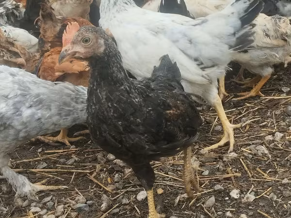 Chickens