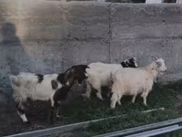 Cabra, Nubian Goat — foto 2