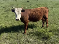ثور, البقرة الكازاخستانية ذات الرأس الأبيض — الصورة 5