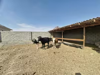 Kuh, Latvian Blue cattle — Foto 1