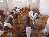 Бұқа, Simmental cattle — 3-сурет