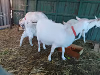 母山羊, Pomellata goat — 照片 4
