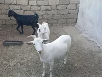 Keçilər (partiya, cinsi göstərilməyib), Keçilər — foto 3