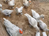 Ducks — Foto 2