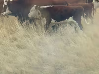 Bull, White-headed Ukrainian — photo 2