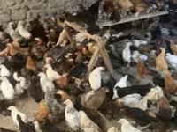 Chickens — फ़ोटो 1
