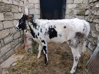 Kuh, Russian Black pied cattle — Foto 1