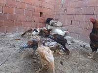 Chickens — Foto 1