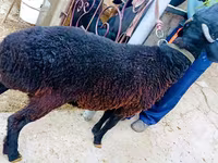 公羊, Sheep — 照片 3