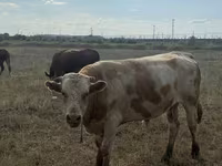 Bulle, Simmental cattle — Foto 1