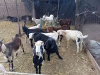 Теке, Pomellata goat — 3-сурет