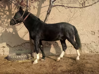 Caballos (lote, sexo no especificado), Caballos — foto 2