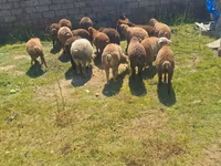Sheep (batch, sex not specified), Sheep — photo 4